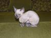 Exclusiver,  reinrassiger Cornish Rex Käterchen bluepoint - selten