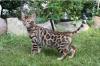 Wohnzimmerleoparden,  Bengalkitten,  Bengalen