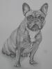 zauberhafte detailgetreue Hundeportraits....die man sich leisten kann
