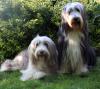 Bearded Collie Welpen