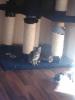 katzenbabys such ein neues zu hause