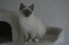 Heilige Birma Bube