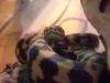 Teppichpythons Morelia spilota cheynei NZ