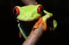 Rotaugenlaubfrosch Agalychnis callidryas NZ Oktober 2014