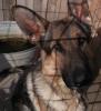 Deutscher Schäferhund sucht neues Zuhause