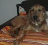 fila dogge 6 monate