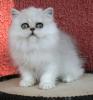 Perserbabys silver,  golden und chinchilla