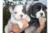 Top Französische Bulldoggen Welpen in reverse-brindle und brindle,  freiatmend un