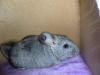 Chinchilla