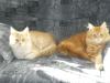 Maine Coon