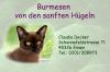 Erwachsene Burmakatzen abzugeben