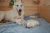 Weisse Schäferhund-Welpen sind Da!!!