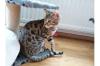 Bengalkitten aus Top Verpaarung abzugeben