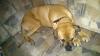 Gebe mein Boxer-mischling ab ist dringend!! 