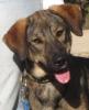 Carol eine lebensfrohe Hundedame