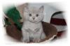 Süßes reinrassiges BKH Kitten mit Stammbaum, 
