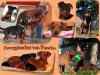 Zwergpinscher/  Rehpinscher m. Papiere Wurfplanung