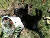 Schwarzer,  lieber 2-J. Kater Bruno sucht liebevolles Zuhause