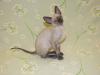 Exclusiver,  reinrassiger Cornish Rex Käterchen bluepoint - selten