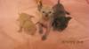 SELTEN - Exclusive,  reinrassige Cornish Rex Baby Kitten - BLAUPOINT,  BLAU und CA