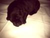 Labrador,  Retriever Mischlingswelpen zu verkaufen