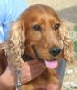 Henry,  Cocker Spaniel: Er hat 6 Jahre Elend hinter sich