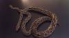 1, 1 Südliche Madagaskar Boa het Albino