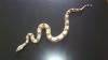 1, 1 Boa constrictor het ALBINO