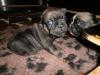 französische bulldoggen welpen