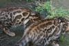 traumhaft schöne Bengalkitten