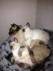 2 süße Kitten abzugeben