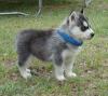 Vielversprechende Siberian Husky Welpen aus Champion Zucht mit VDH /  DCNH /  FCI 