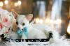 Chihuahua Welpen beige geimpft,  gechipt, 