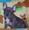 Französische Bulldoggen Welpen - weiß/ schwarz
