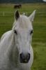 Shagya Araber sucht Reitbeteiligung / /  42799 Leichlingen