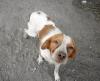 WHISKEY   Brittany Spaniel. Trunken vor Glück,  wenn man ihn streichelt!