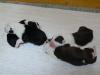 unser Dreamteam Bearded-Collie/ Bobtail hat Welpen bekommen