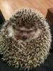 Afrikanische Weißbauch Igel abzugeben
