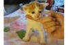 2 EKH/ BKH Kitten suchen Zuhause