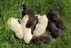 Labrador- Welpen schwarz, Chocolate braun und blonde kinderlieb zutraulich