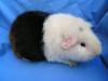 Geprüfte Hobbyzucht gibt Rasse - Meerschweinchen ab