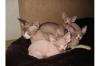 Sphynx (kanad. )mit Papiere,  Kater
