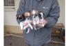  *-*- 4 ++ Liebe Chihuahua Welpen,  LH/ KH*-*-.* 
