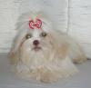 Nette gut erzogene Shih Tzu Hündin mit Papieren