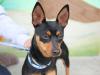 Reinrassiger Zwergpinscher /  Reh pinscher Welpen