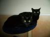 2 Katzen (12 J.) schweren Herzens abzugeben