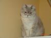 BKH Katze silver-shadded
