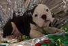 Englische Bulldoggen,  Wir haben wieder Welpen abzugeben.. Weihnachts(Knutsch)Kug