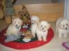 Bichon Frise