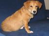Julia,  Retriever-Dackel-Mischlingshündin,  hunde- und katzenverträglich,  kinderli